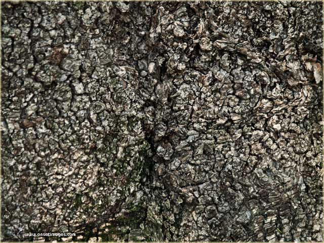 The bark of the National Monument of a Sandalwood Tree at the Vergelegen Estate