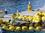 Hout Bay harbour: net_hb_6A25