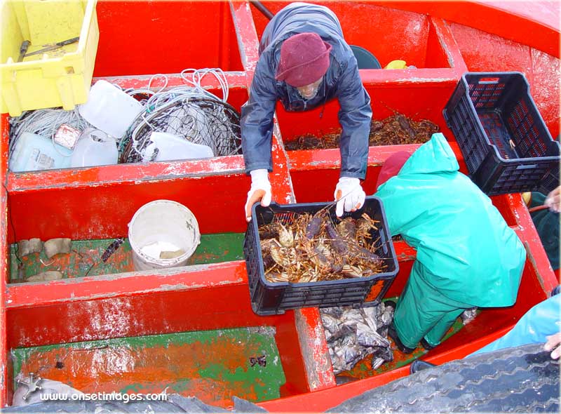 Crayfishing, return from the catch, Ref.: hb_Harbour_7627b1.